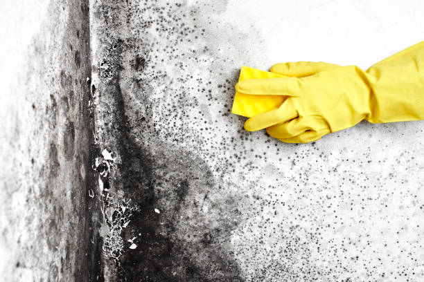 Best Affordable Mold Removal  in Ellettsville, IN