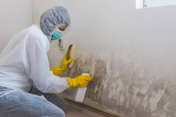 Best Residential Mold Removal  in Ellettsville, IN