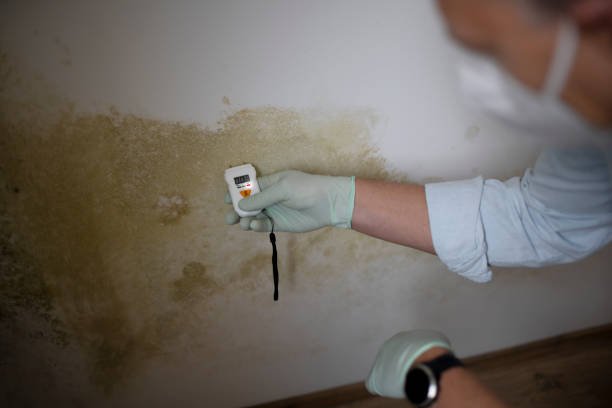 Best Affordable Mold Removal  in Ellettsville, IN