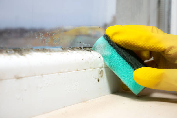 Best Mold Remediation Services  in Ellettsville, IN