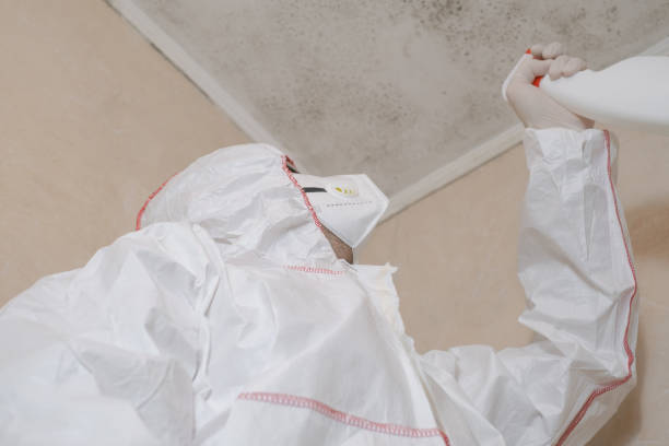 Best Commercial Mold Removal  in Ellettsville, IN