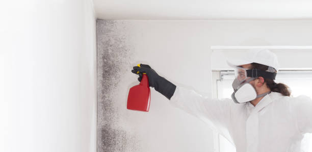 Best Fast Mold Removal  in Ellettsville, IN