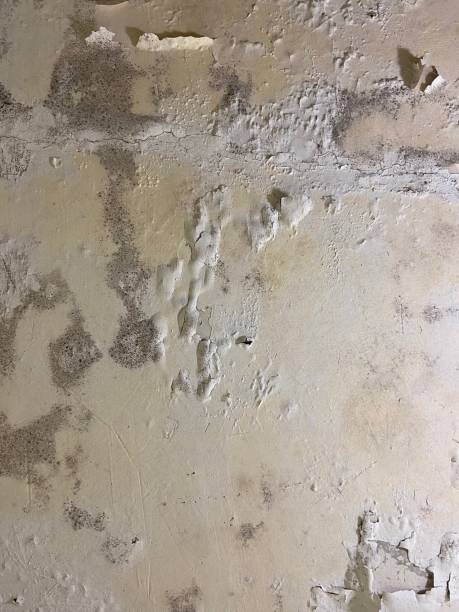 Best Office Mold Removal Services  in Ellettsville, IN