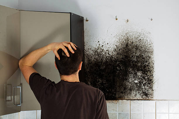 Best Best Mold Removal Companies  in Ellettsville, IN