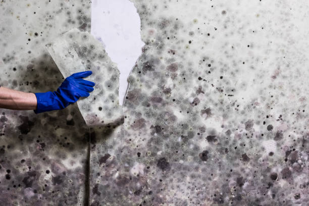 Best Same-Day Mold Removal  in Ellettsville, IN